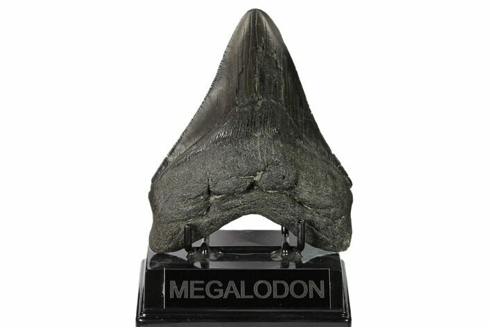 Fossil Megalodon Tooth - South Carolina #148709